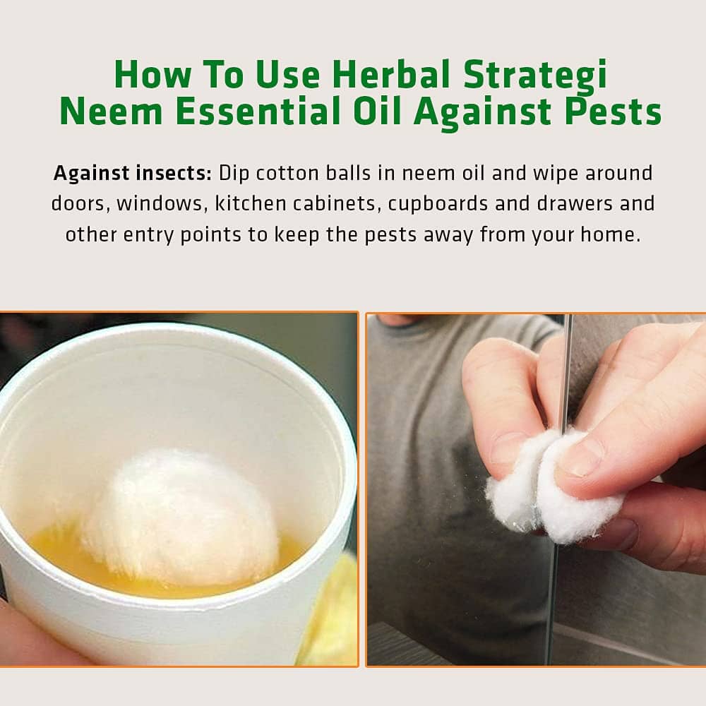 Herbal Strategi Neem Essential Oil 15 ML Better Homes Herbal Strategi